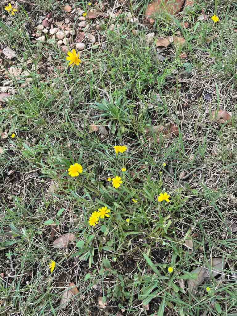 Four-Nerve Daisy