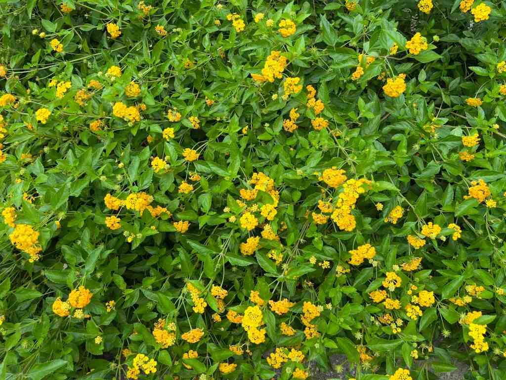 Lantana
