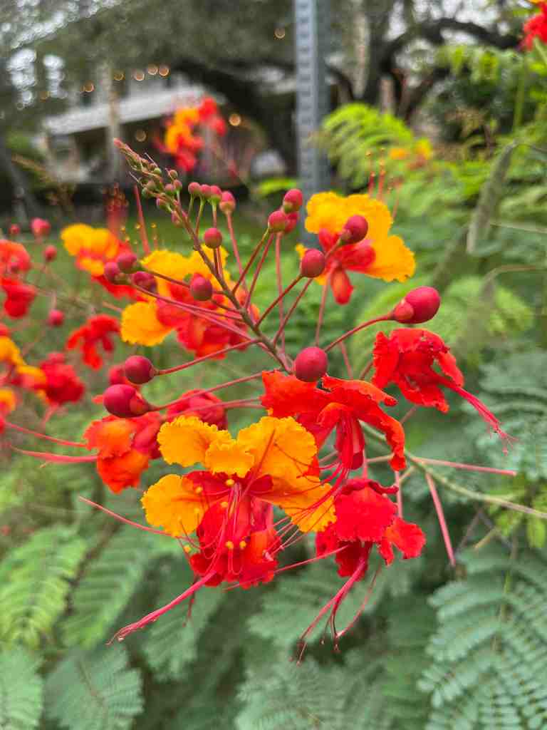 PeacockFlower